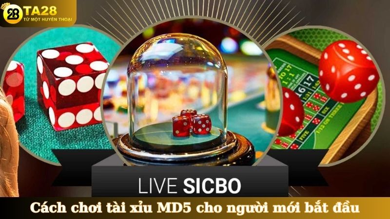 Cách chơi tài xỉu MD5 cho người mới bắt đầu